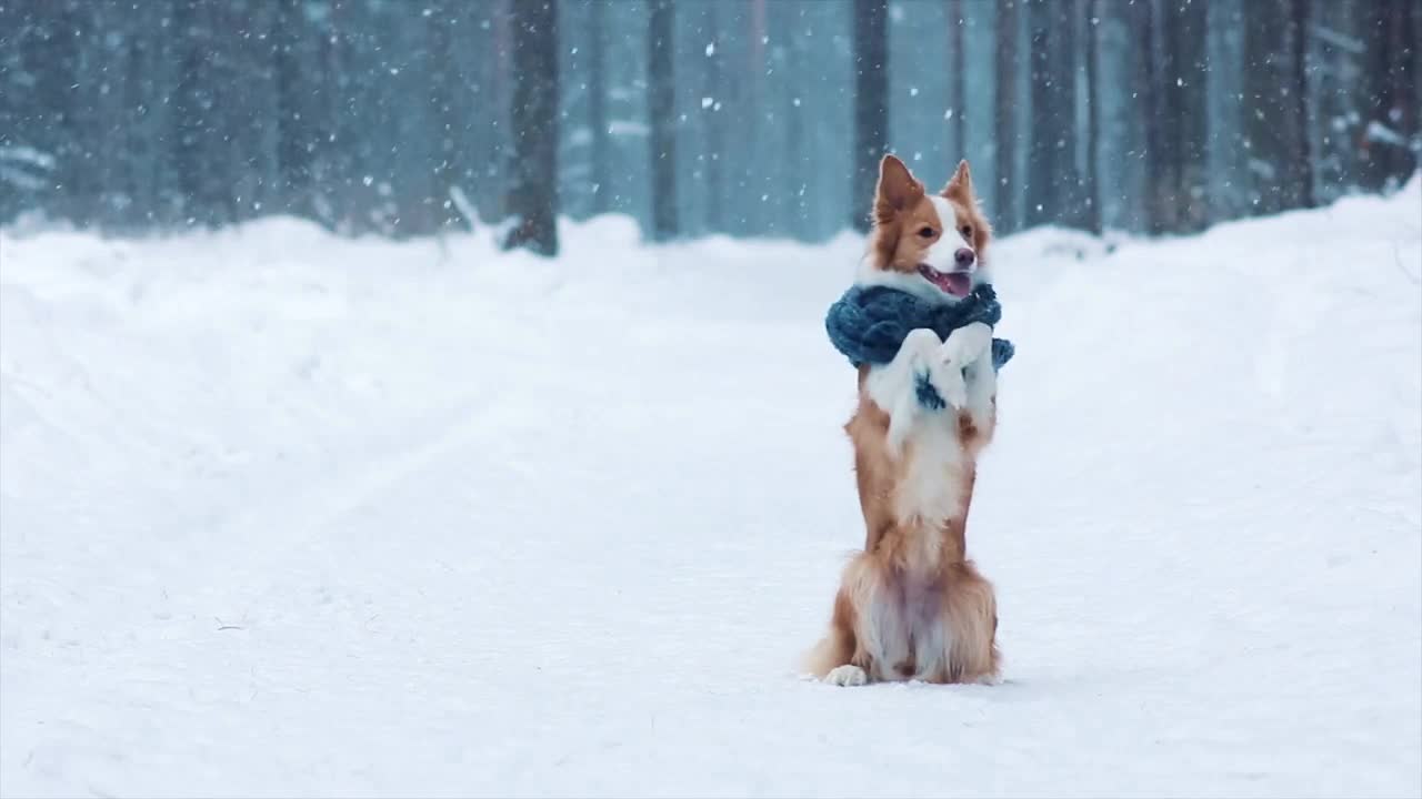 Cute border collie dog sit on hind legs in winter