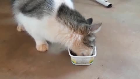 Cat eating