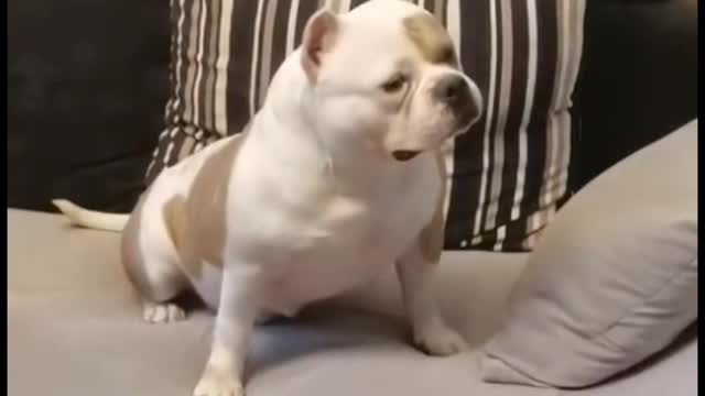 The animal that understands the meaning of "human" best in nature