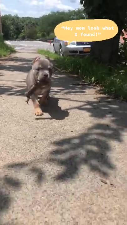 Ultimate Baby Dogs - Cute and Funny Dog Videos