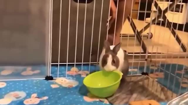 The little rabbit who smashes the rice bowl