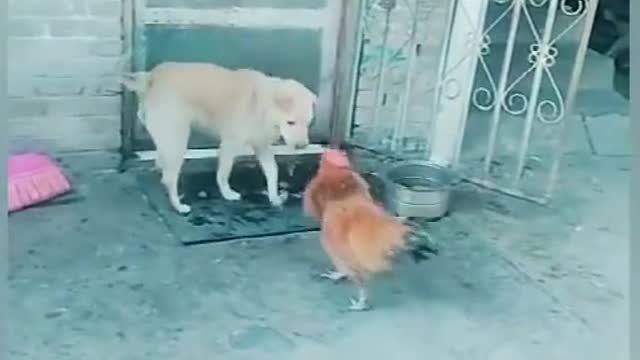 Cock fight