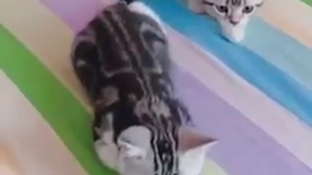 Cats - Baby cats - funny and fluffy (2) / Gatos - Filhotes - engraçados e fofos (2) #shorts