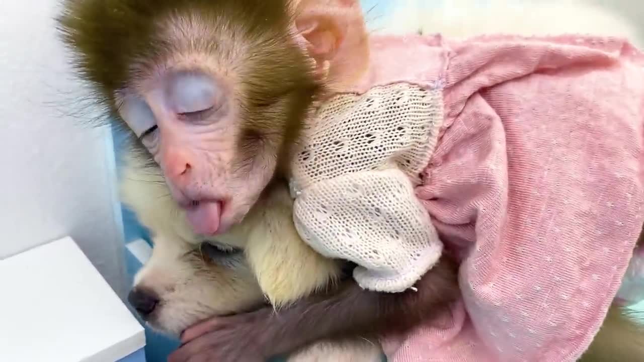 animal home baby monkey