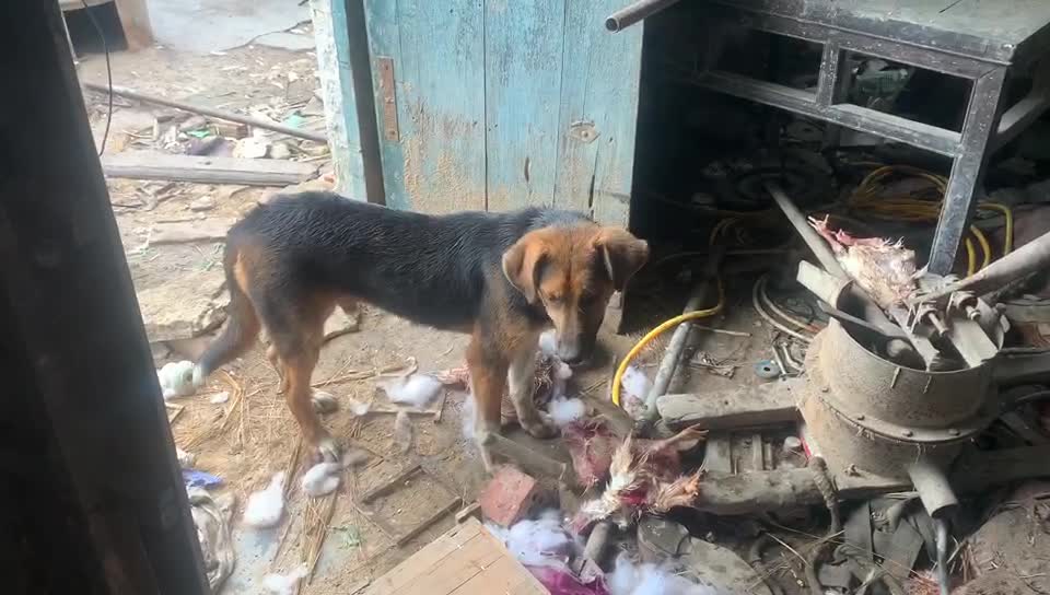 Wild dog is grabbing food
