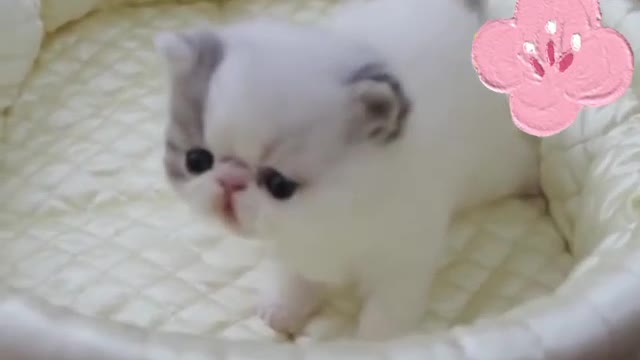 small milk cat