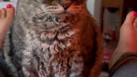 The end 2024😂😂😂 #funny #viral #shorts #pets #petsfriendships part 119
