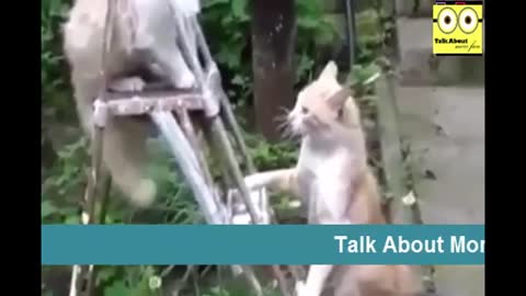 The funniest cats in the world #CuteKitty