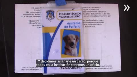 Lukas, el perro asistente de portería en un colegio de Floridablanca