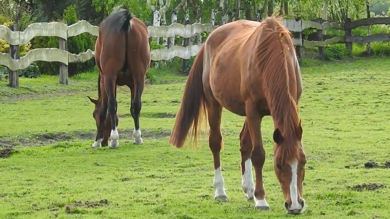 Horses video compilation