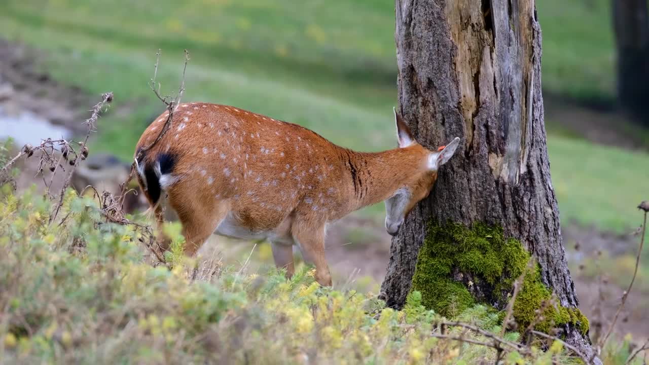 Roe_Deer__Free_Videos_|_Animals_Free_Videos|_Deer_Short_Video_Animals(720p)