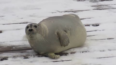 Funny Animals video