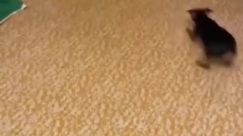 Funny Animals Video