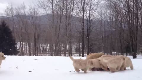 Golden Retriever Plays With Her Puppies _ Puppy Pile