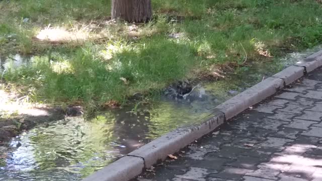 Bathing bird