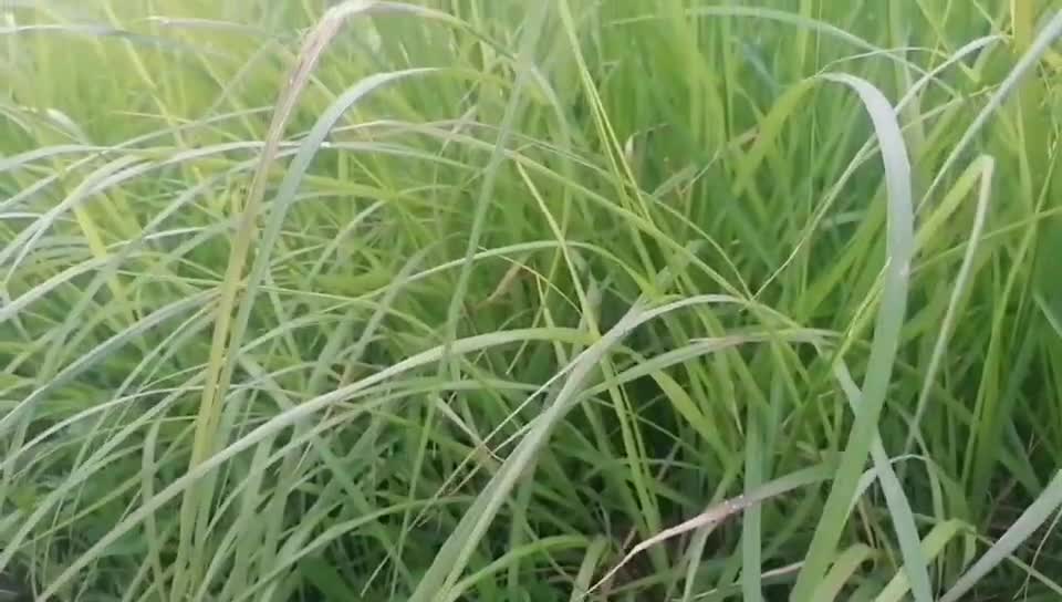 Spring is coming, the earth is recovering, the grass is welcoming spring