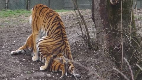 Tiger Mating Period