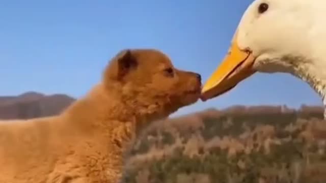 puppy and duck so much love ❤️😍