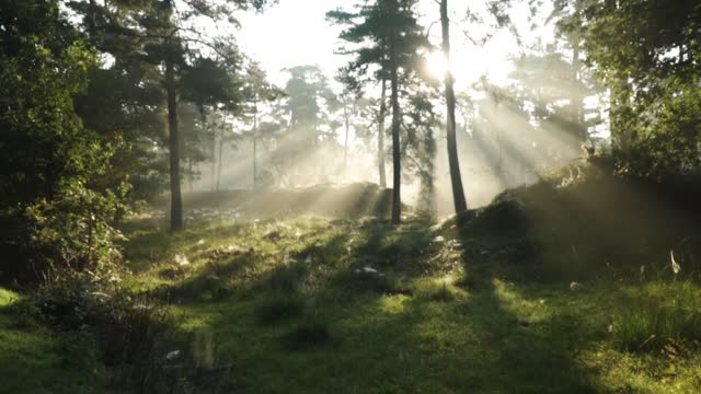 Amazing footage of beautiful forest and landscape