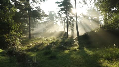 Amazing footage of beautiful forest and landscape