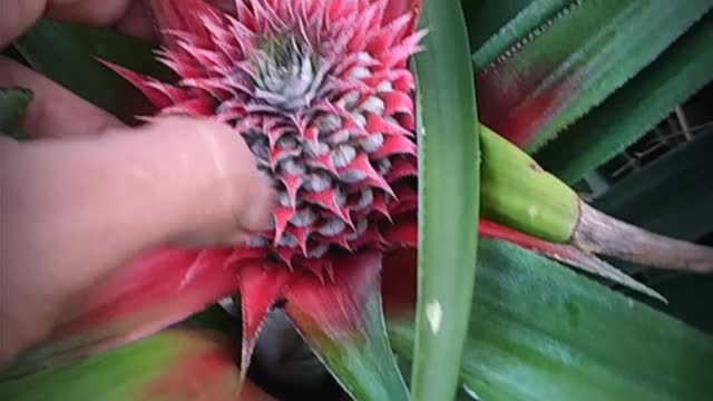 Growing Pineapple 🍍 in garden.