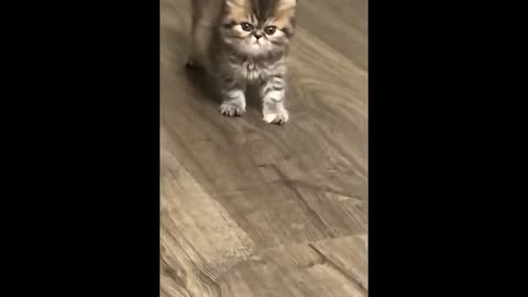 This tiny kitten has the most adorable yet angry expression