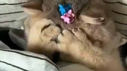 Cat fun