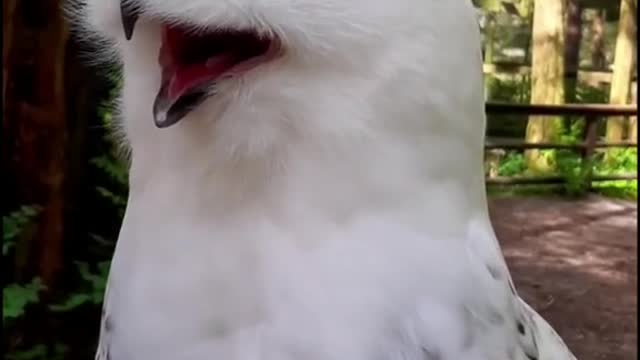 gonnabefriends#owl