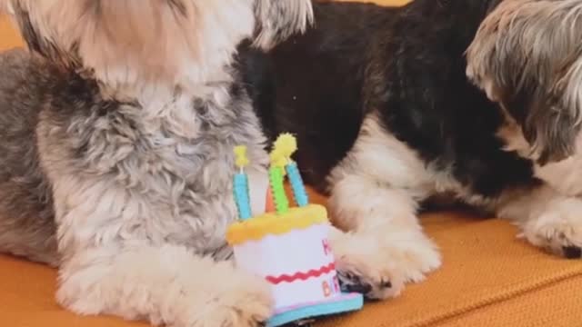 Video Of a dog on sofa