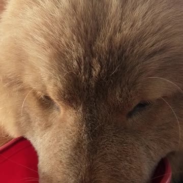 Chow Chow pup loves to drink water every single day