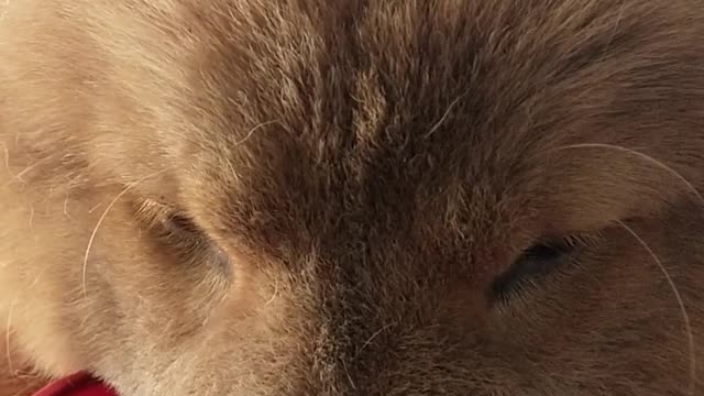 Chow Chow pup loves to drink water every single day