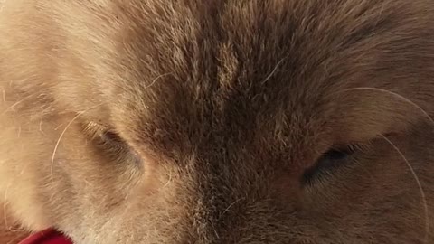 Chow Chow pup loves to drink water every single day