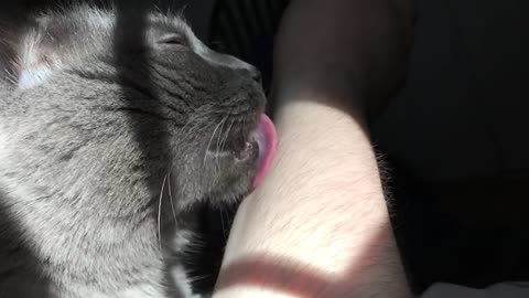 Prince the Cat SLOMO LICK!!!! Pretty Cool....