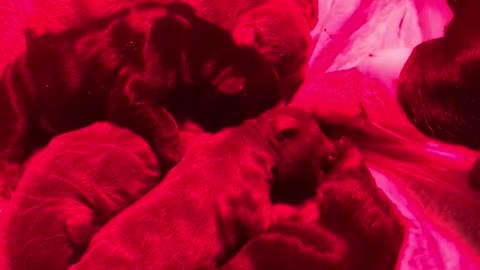 Mom dog watches puppies sleep on red light pillow