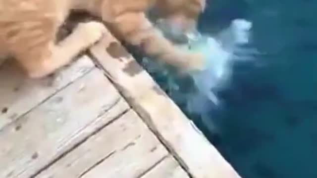 Atlast cat catches the fish