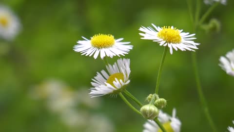 Flower Dancing In The Wind