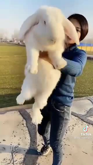 Giant special breed bunny pet