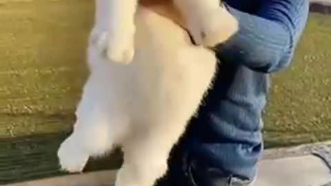 Giant special breed bunny pet