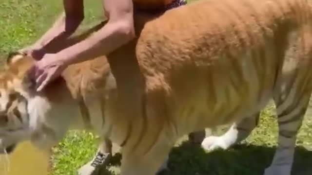 Best Funny Animal Videos of the year (2022)