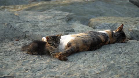 Cute Kitten Playing With It's Mother's Tail