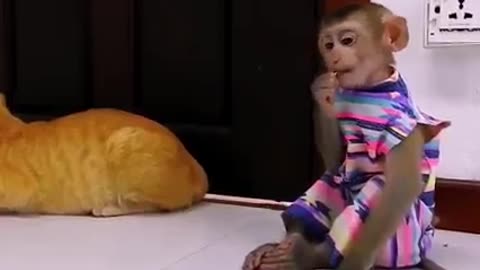 Funny monkey fight vs Cat