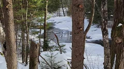 Winter brook