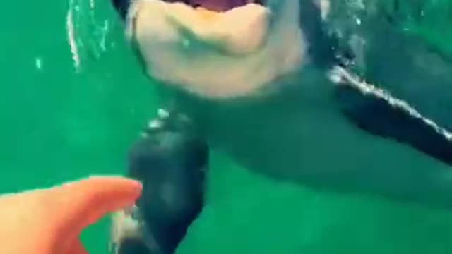 Shark is very dangerous