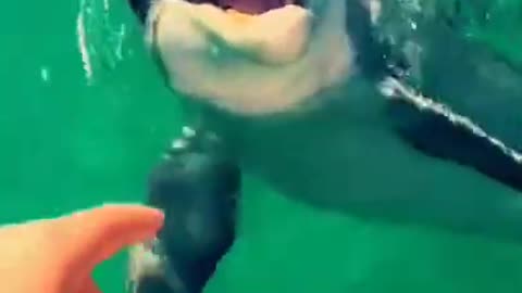 Shark is very dangerous