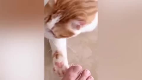 Dog 🐶 cat 🐈 funny 🤣🤣 video 📷.