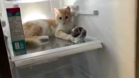 cat in refrigerator