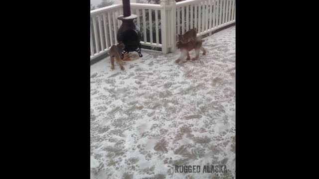 The Lynx came back! Mama and seven kittens play on our deck in Alaska!