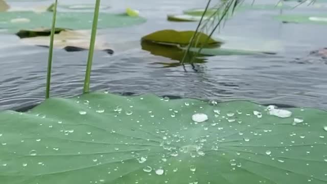 Water drops