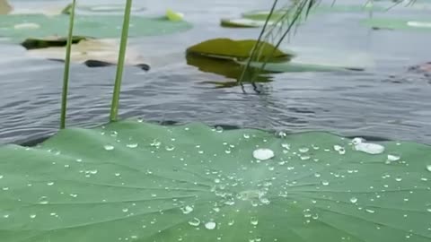 Water drops