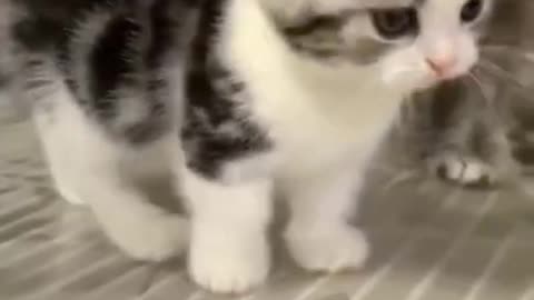 Baby_Cats_-_Cute_Cats_Funny_Videos_Compilations